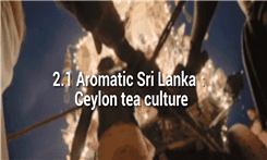 8、大连海事大学-漫谈海上-斯里兰卡-茶文化
